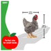 Schleich Farm World Plymouth Rock Chicken Figure