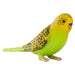 Budgerigar Green Figure