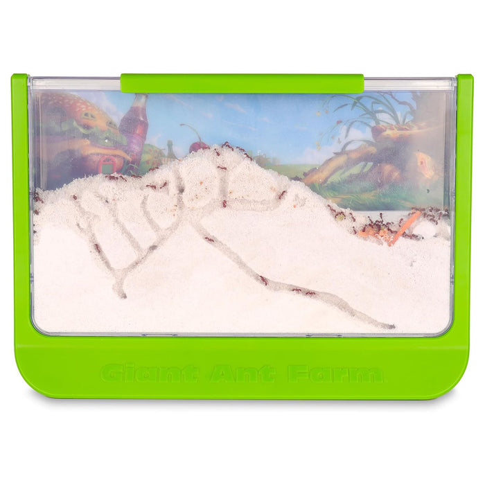 Giant Ant Farm Kit