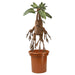 Harry Potter Mandrake Interactive Plush