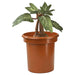 Harry Potter Mandrake Interactive Plush