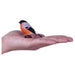 Bullfinch Figure