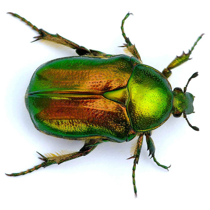 Outdoor Adventure Bug Viewer