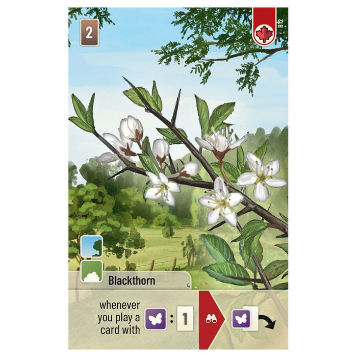 Forest Shuffle: Woodland Edge Game Expansion 