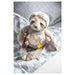 Mary Meyer Molasses Sloth Soft Toy
