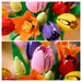 LEGO Botanical Collection Tulip Bouquet 11501 Building Set