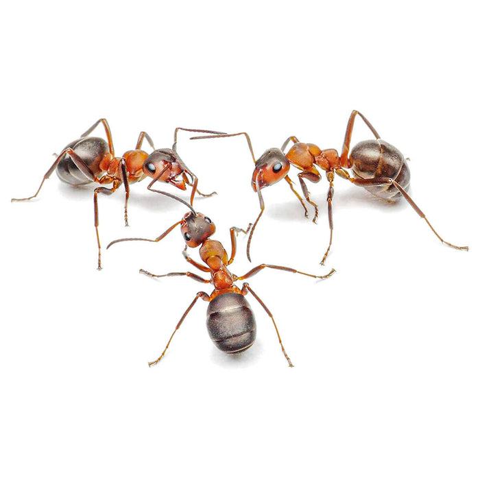 Nick Baker's Ant World Kit