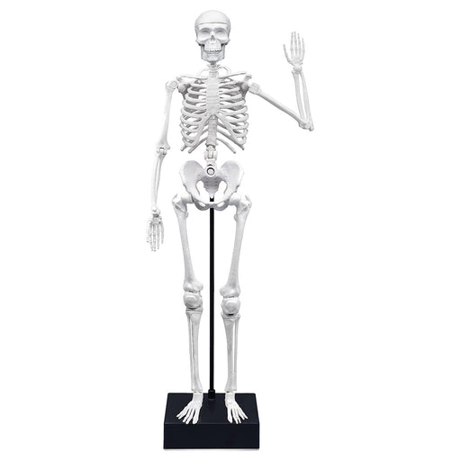 Buki Skeleton 45cm Model