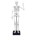 Buki Skeleton 45cm Model