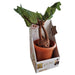 Harry Potter Mandrake Interactive Plush